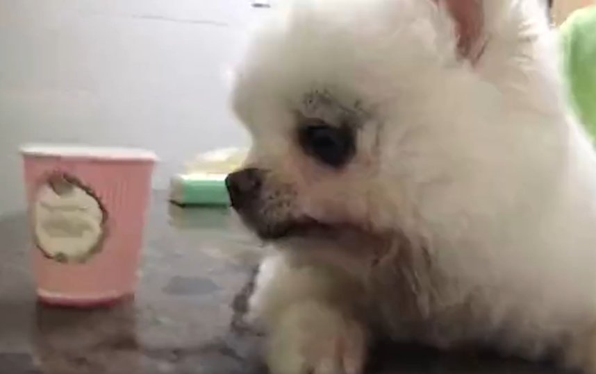 准研究生借宿朋友家虐狗致重伤,此人是否该承担法律责任?