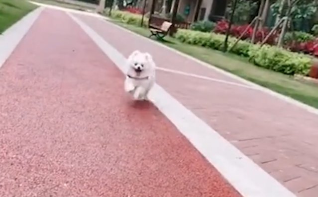 准研究生借宿朋友家虐狗致重伤,此人是否该承担法律责任?