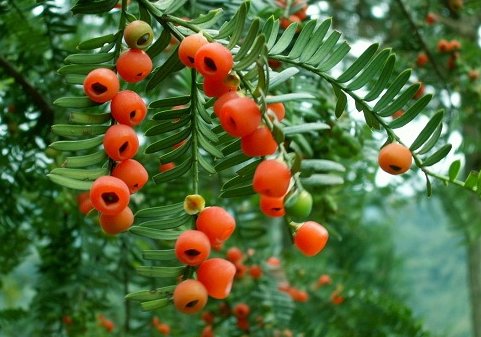 红豆杉的养殖方法和注意事项有哪些？