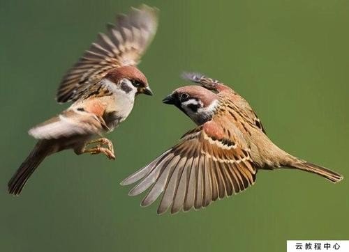 麻雀全身长什么样子，有什么颜色、花纹？