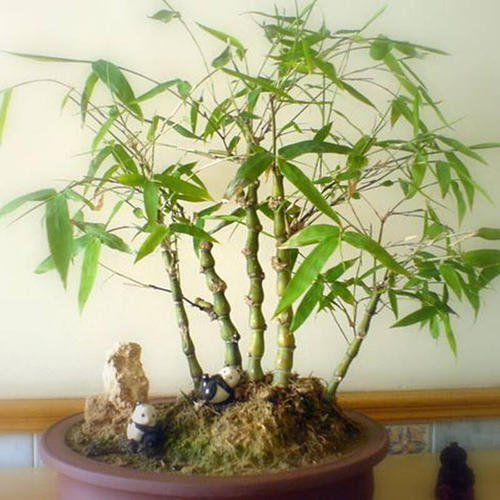 如何养护好盆栽竹子？
