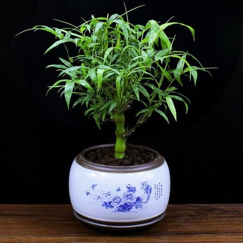 如何养护好盆栽竹子？