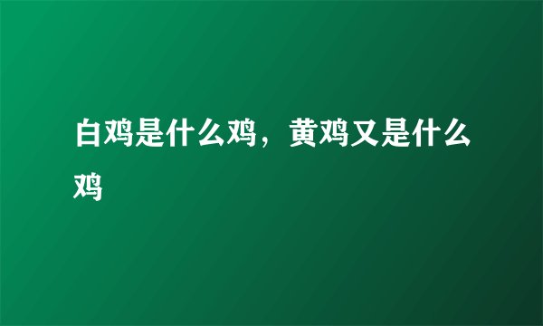 白鸡是什么鸡，黄鸡又是什么鸡