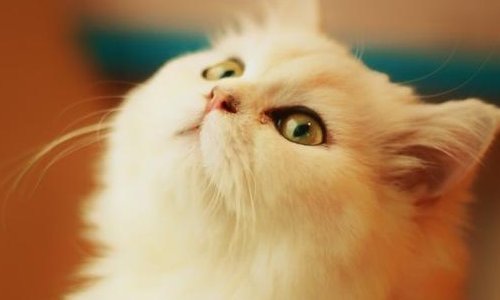 郑振择的猫一文对猫的细节描写及赏析,,急!!!