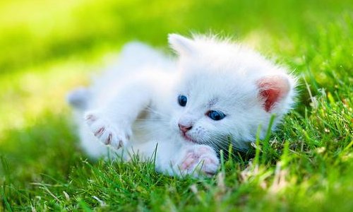 郑振择的猫一文对猫的细节描写及赏析,,急!!!