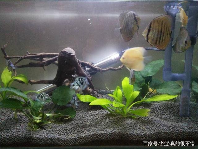 鱼缸中的水变绿了，该怎么处理？