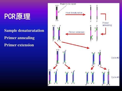 实时定量PCR的结果是怎样分析的