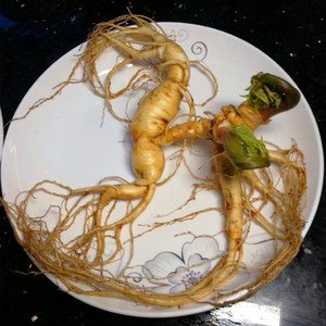 野山参怎么吃呀,食用方法有那些?