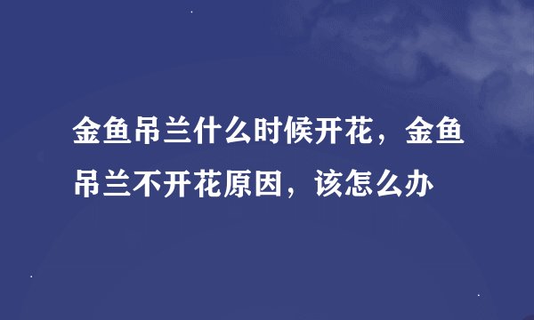 金鱼吊兰什么时候开花，金鱼吊兰不开花原因，该怎么办