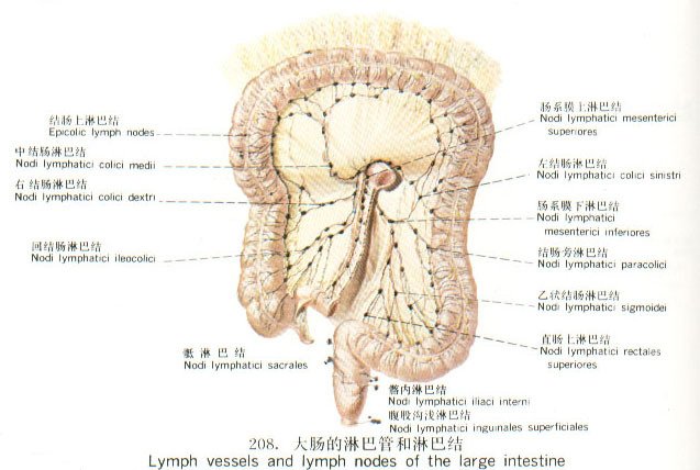 淋巴管的主要功能