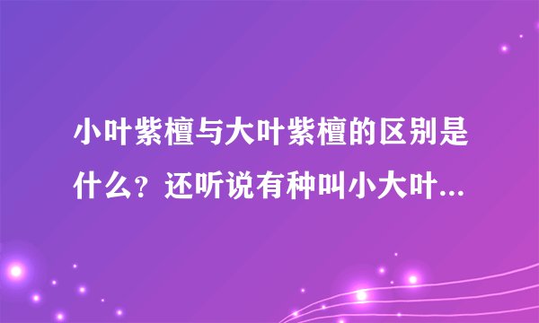 小叶紫檀与大叶紫檀的区别是什么？还听说有种叫小大叶，混乱，谁给讲讲