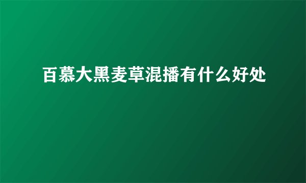 百慕大黑麦草混播有什么好处