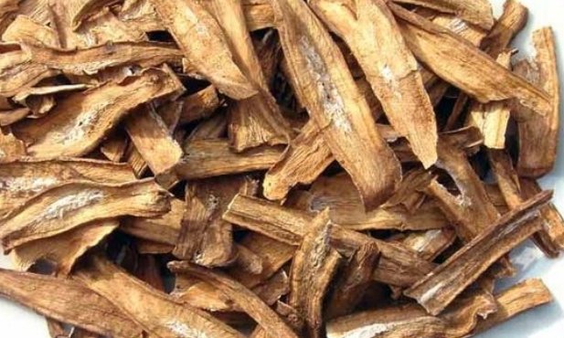 牛蒡根的功效与作用及禁忌是什么？