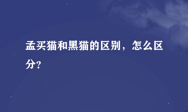 孟买猫和黑猫的区别，怎么区分？