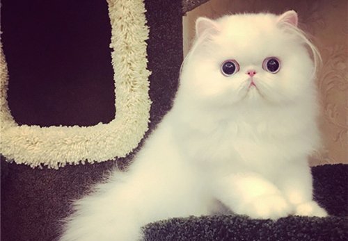 靳以的《猫》原文是什么?