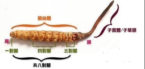 冬虫夏草的夏草是什么