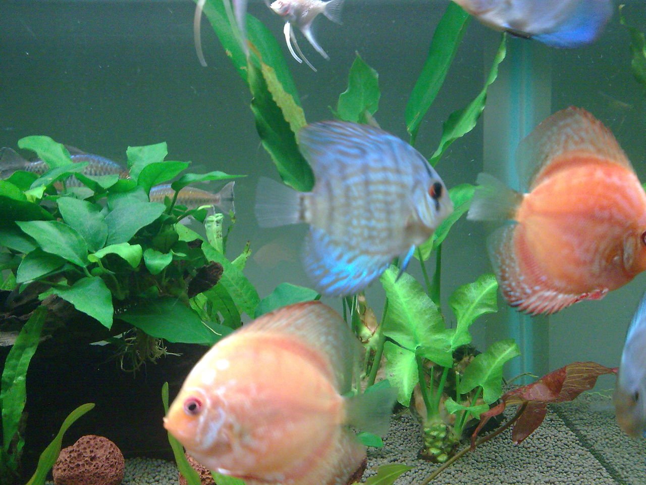 刚果扯旗的介绍