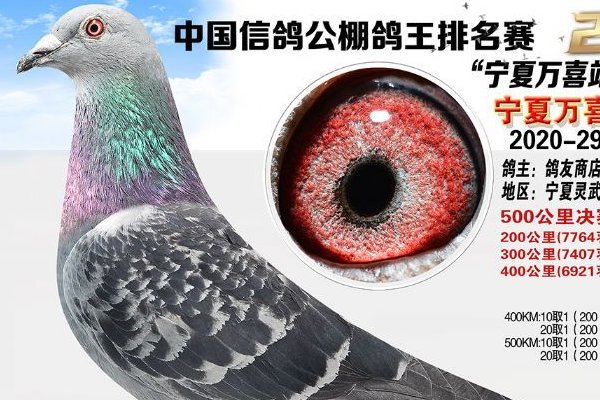 宁夏万喜赛鸽公棚2021春棚规程是怎么样的？