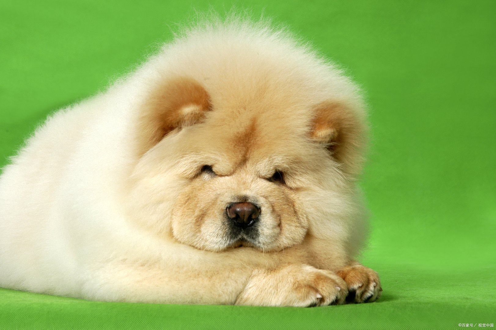 世界上最丑的狗你见过吗？其中真的一半都来自中国吗？