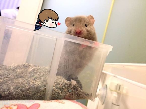 金丝熊照片(10张)