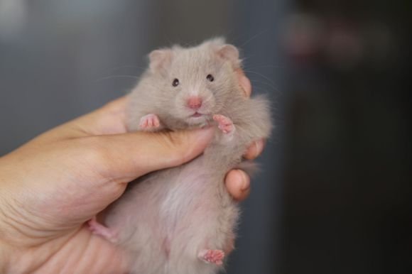 金丝熊照片(10张)