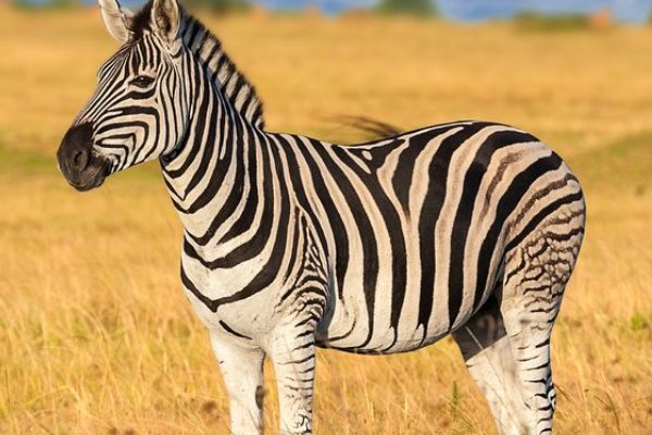 斑马用英语怎么读