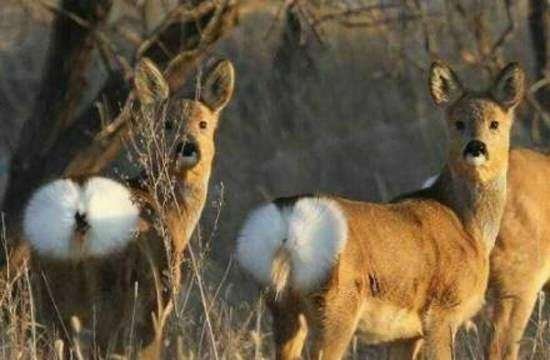 很多食草动物都长了一个白屁股，为什么会进化成这样？