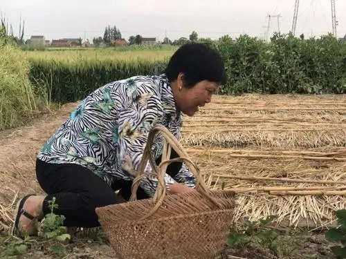 福建爷爷带11个孙辈在乡村干农活过暑假，爷孙在一起干活的画面有多温馨？