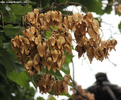 梧桐果是什么颜色