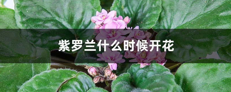 紫罗兰一般什么季节开花