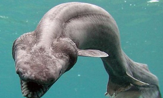 活化石有哪些植物和动物？