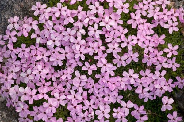 花牛在草地里坐压扁了一穗剪秋罗仿写诗句