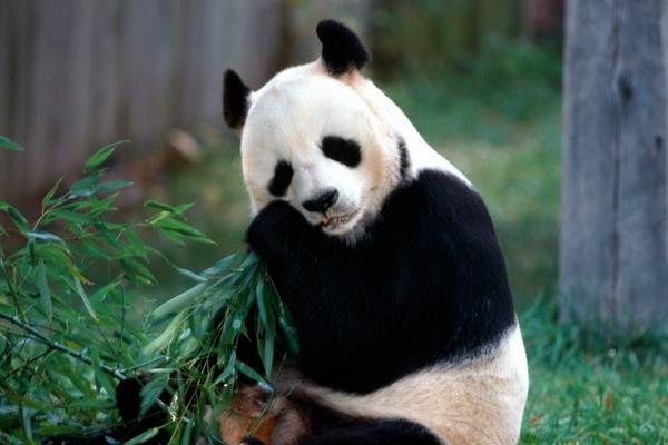 中国有多少大熊猫2023