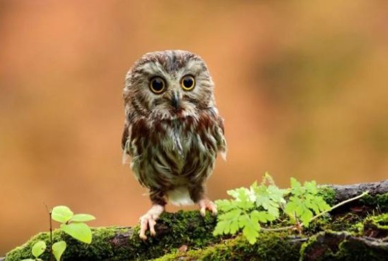 猫头鹰有个和身体比例颇不协调的“大脸盘”，这是做什么用的？