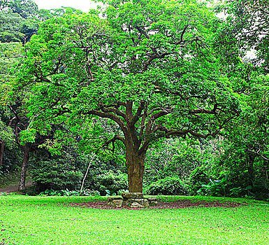 巴西亚马孙地区发现88.5米大树，什么样的环境下适合巨树生长？