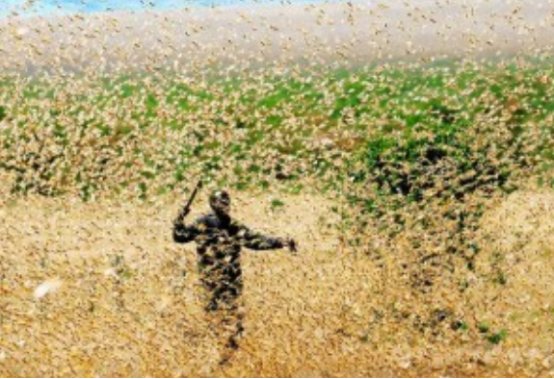 蝗虫过境下一句是什么