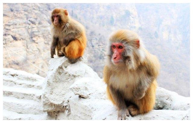 湖南一景区游客小溪戏水遭野猴群袭击，最终是如何脱险的？