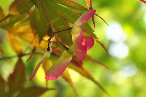 什么植物？可以用风传播种子。