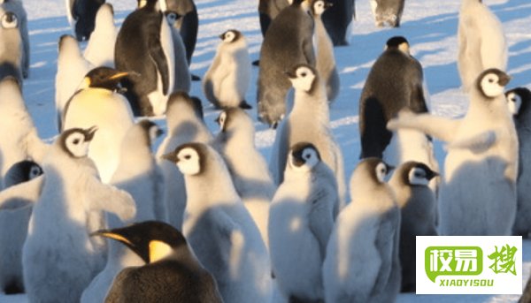 企鹅翅膀的特点和作用