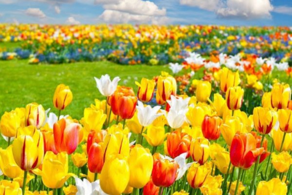 送男朋友什么花合适？