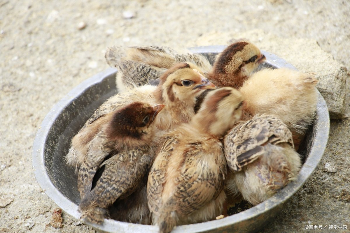 如何人工孵化小鸟蛋