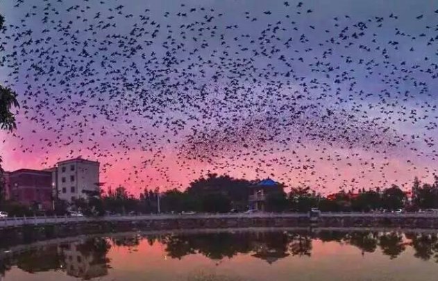 百鸟归巢的歇后语是什么？