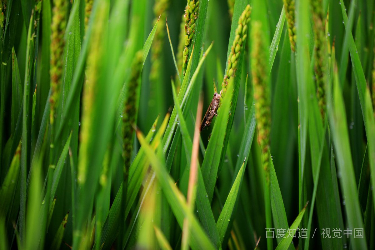 什么叫“良好”？