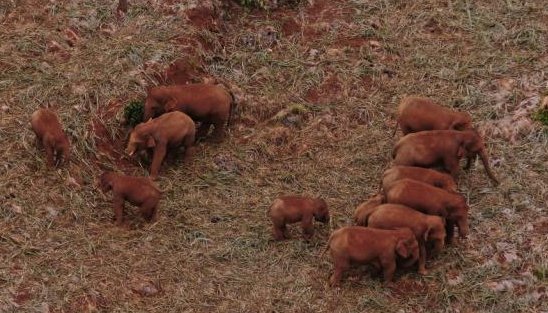 大象2021回家的路地址