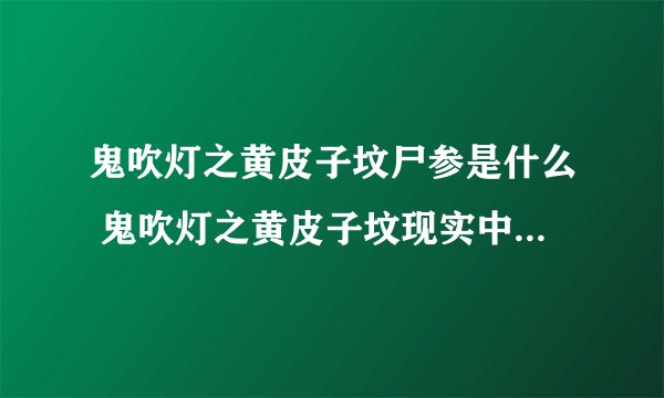 鬼吹灯之黄皮子坟尸参是什么 鬼吹灯之黄皮子坟现实中有尸参吗