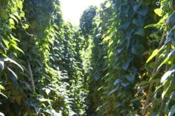 “中国山药之乡”指的是哪里？