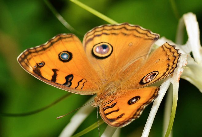 蝴蝶是怎么飞行的