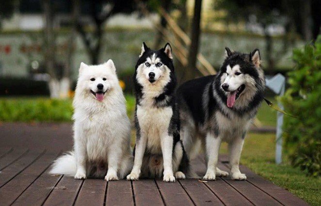 zoom的狗是什么意思?