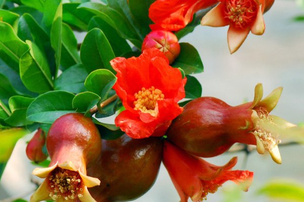 绿杨带雨垂垂重。五色新丝缠角粽。什么意思