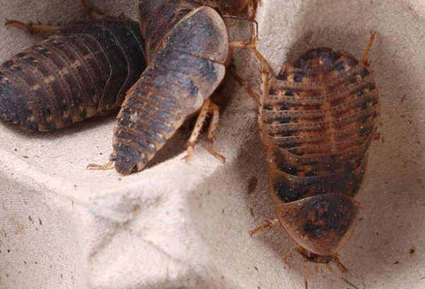 杜比亚蟑螂有什么特点？